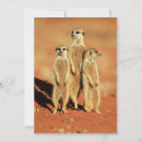 Search for meerkat thank you cards Nature