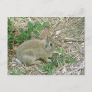 Search for cottontail postcards Cute