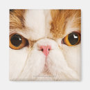 Search for glamorous magnets Animal