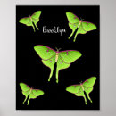 Search for luna moth art Insect