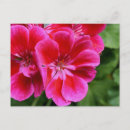 Search for geranium postcards Plant