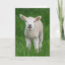 Search for lambs cards Farm animal