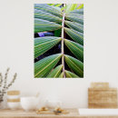Search for shaman posters Green