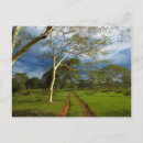 Search for acacia postcards Colour image