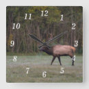 Search for elk clocks Wildlife