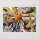 Search for vancouver island postcards Sea