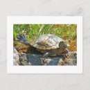 Search for funny turtles postcards Nature