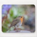 Search for rubecula European robin
