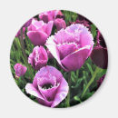 Search for curly magnets Purple