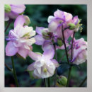 Search for columbine posters Pink