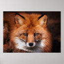 Search for red fox Forest