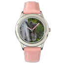 Search for koala watches Wildlife