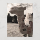 Search for maine postcards Landscapes