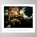 Search for cichlid art Aquarium