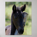 Search for foal posters Horses