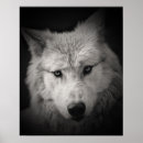 Search for black wolf posters Modern