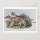 Search for tasmanian postcards Vintage