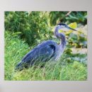 Search for fowl posters Nature