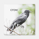 Search for crows magnets Nature