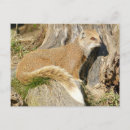 Search for mongoose postcards Animal