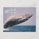 Search for breaching postcards Whale