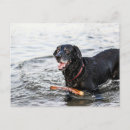 Search for funny dog picture postcards Pets