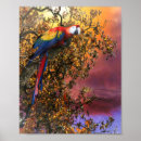 Search for macaws posters Scarlet macaw