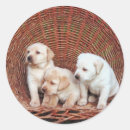 Search for veterinarians stickers For pets