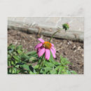 Search for coneflower postcards Flora