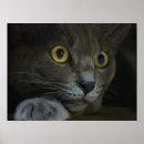 Search for intensity posters Feline