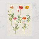Search for calendula postcards Floral