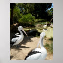 Search for sanctuary posters Bird