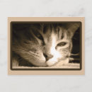 Search for kawaii photography Cat
