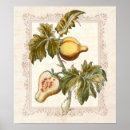 Search for vintage french kitchen posters Fruit