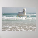 Search for equines posters Ocean