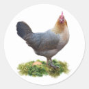 Search for easter chicken stickers Eggs