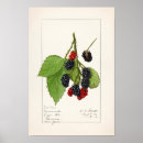Search for leaf blackberry posters Vintage