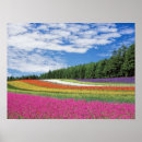 Search for flower fields posters Nature