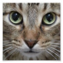 Search for domesticated art Cats