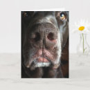 Search for chocolate lab birthday cards Cute