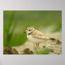 Search for plover posters Bird