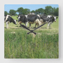 Search for cow clocks Photography