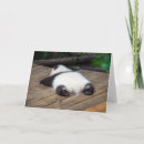 Search for giant cards Animal