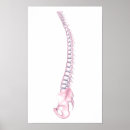 Search for backbone Spinal column
