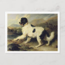 Search for newfoundland dog postcards Landseer