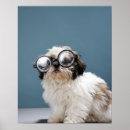 Search for dogs wearing glasses posters Humour