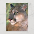 Search for concolor postcards Nobody