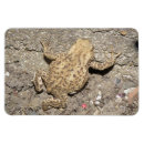 Search for toads magnets Cute