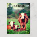Search for pasture postcards Cows
