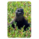Search for iguana magnets Galapagos